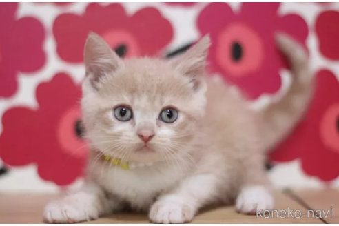 成約済の東京都のマンチカン-101531の1枚目